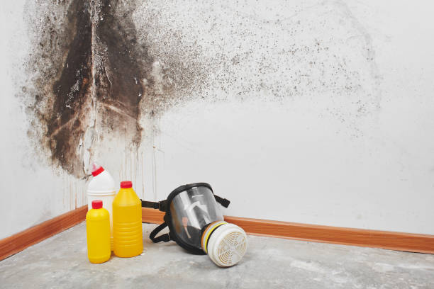 Professional Mold Remediation in Landover, MD