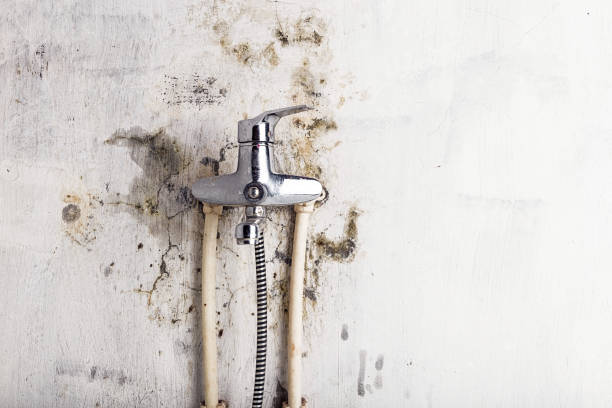 Best Preventive Mold Services in Landover, MD