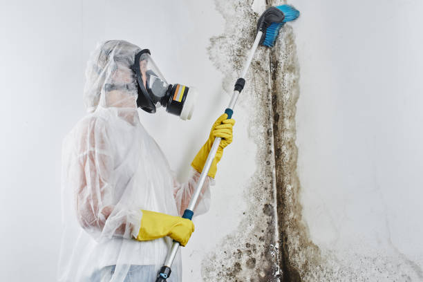Best Kitchen Mold Remediation in Landover, MD